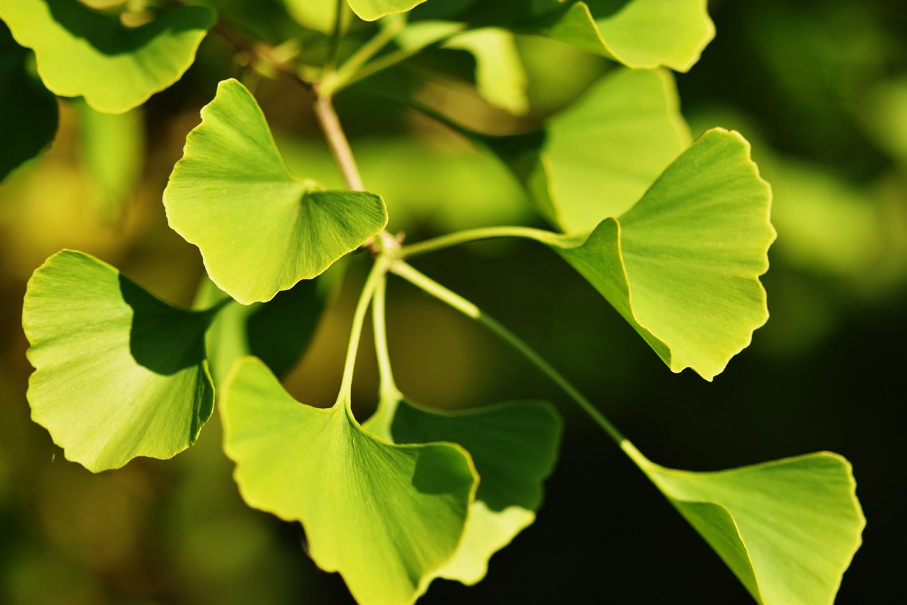 ginkgo-biloba-leaves