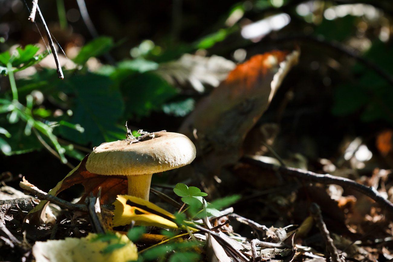 agaricus-involutus-mushroom-in-the-forest